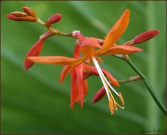 Crocosmia aurea aurea