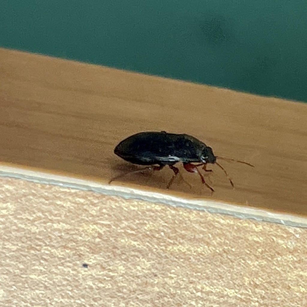 Delochilocoris illuminatus