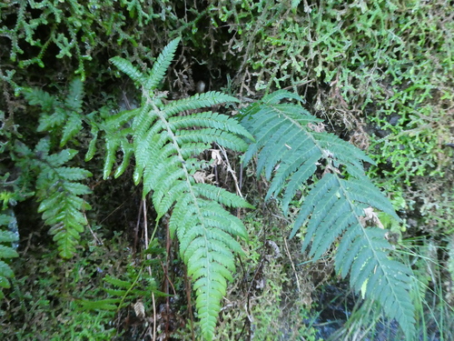 Polystichum setiferum image