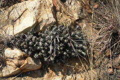 Euphorbia schinzii