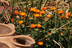 Calendula officinalis