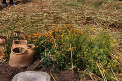 Calendula officinalis