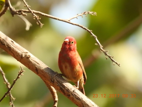 Red-billed Firefinch
