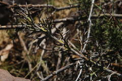 Colletia spinosissima
