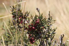 Colletia spinosissima