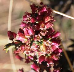 Colletia spinosissima