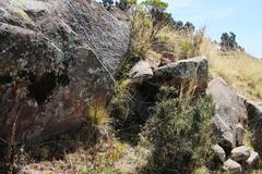 Colletia spinosissima