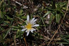 Hypochaeris taraxacoides