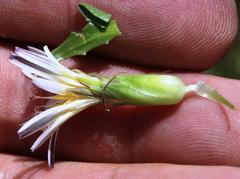 Hypochaeris taraxacoides