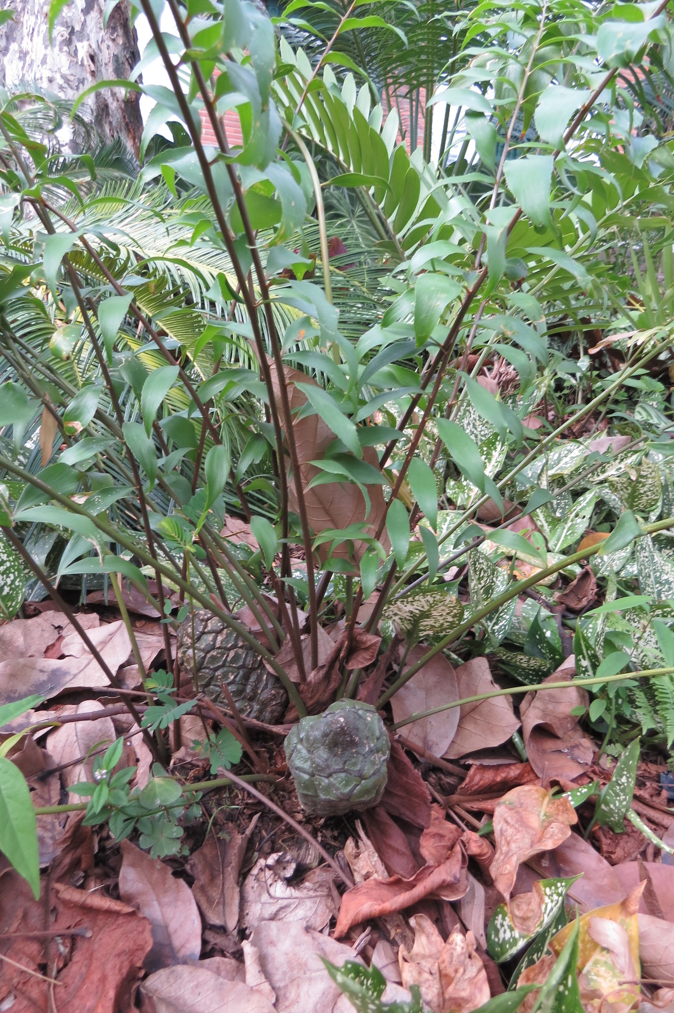 Zamia restrepoi