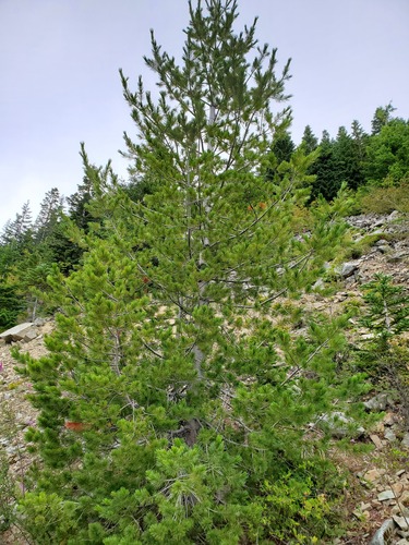 Western white pine (Pinus monticola)