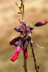 Cantua buxifolia