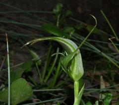 Pterostylis falcata