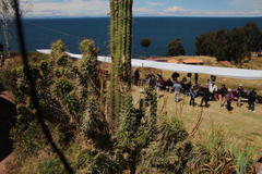 Trichocereus