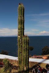 Trichocereus