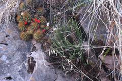 Cheilanthes pruinata