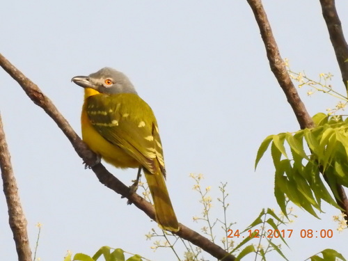 Grey-headed Bushshrike