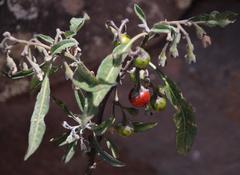 Solanum nitidum
