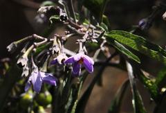Solanum nitidum