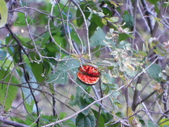 Tabernaemontana tomentosa