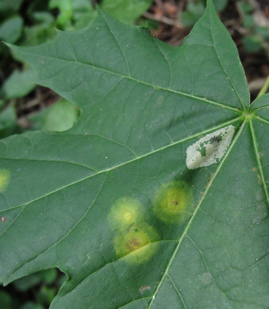 Acericecis vitrina