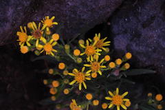 Senecio rudbeckiifolius