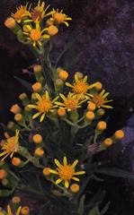 Senecio rudbeckiifolius