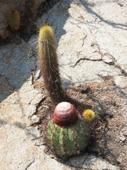 Melocactus peruvianus