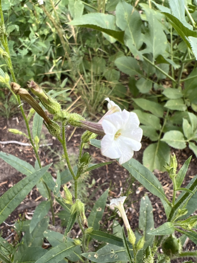 Coyote Tobacco from Clark County, US-NV, US on August 15, 2023 at 07:40 ...