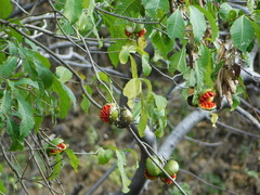 Tabernaemontana tomentosa