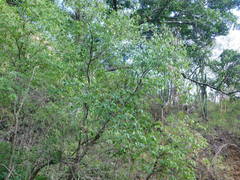 Tabernaemontana tomentosa