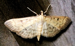 Herpetogramma fluctuosalis