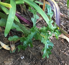 Senecio vulgaris