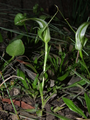 Pterostylis falcata