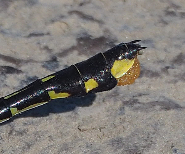 Cobra Clubtail