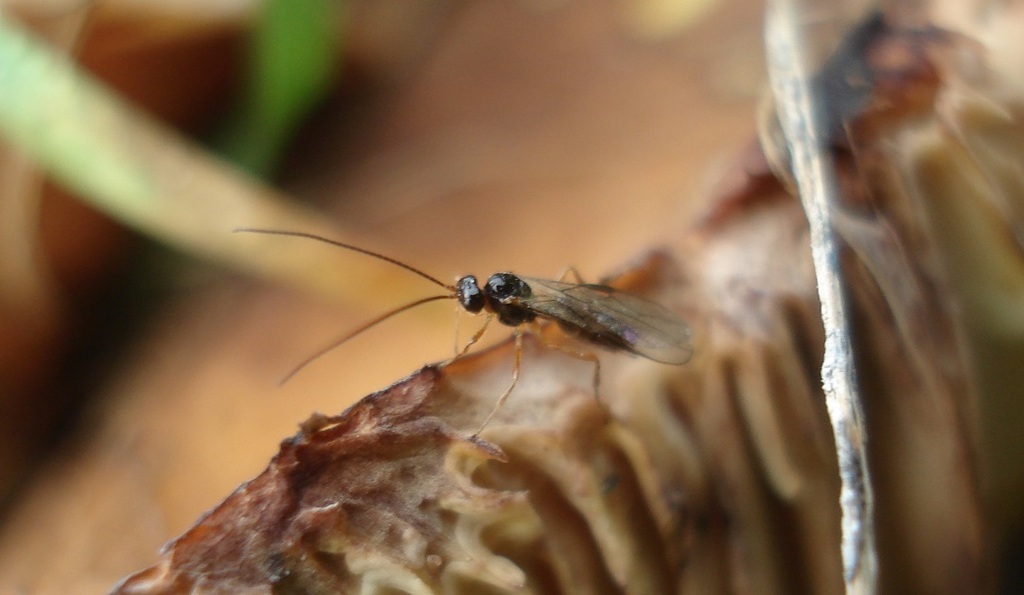 Mesocrina