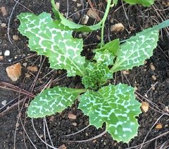 Silybum marianum