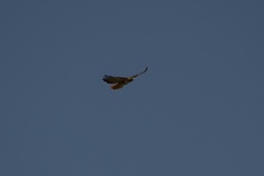 Buteo jamaicensis