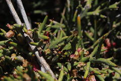 Colletia spinosissima