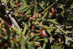 Colletia spinosissima