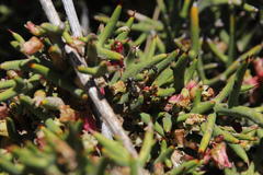 Colletia spinosissima