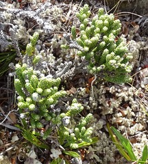 Helichrysum coralloides