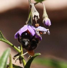 Bombus funebris