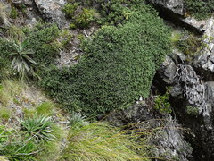 Helichrysum coralloides