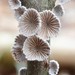 Splitgill Mushroom - Photo (c) Fluff Berger, some rights reserved (CC BY-SA), uploaded by Fluff Berger