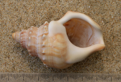 Struthiolaria papulosa