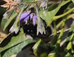 Bombus funebris