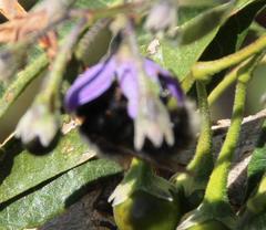 Bombus funebris