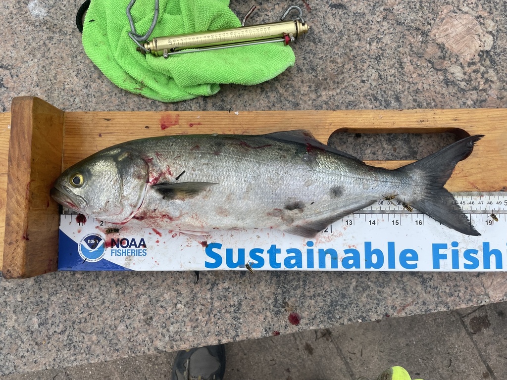 Bluefish