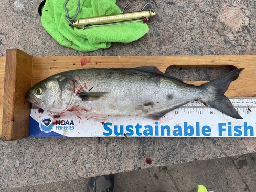 Bluefish